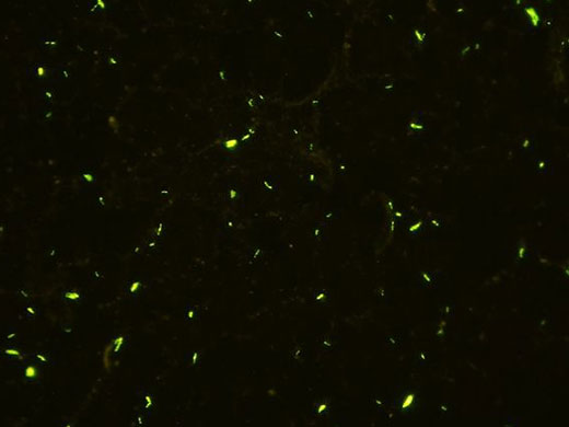 Fluorescence Image with CX43