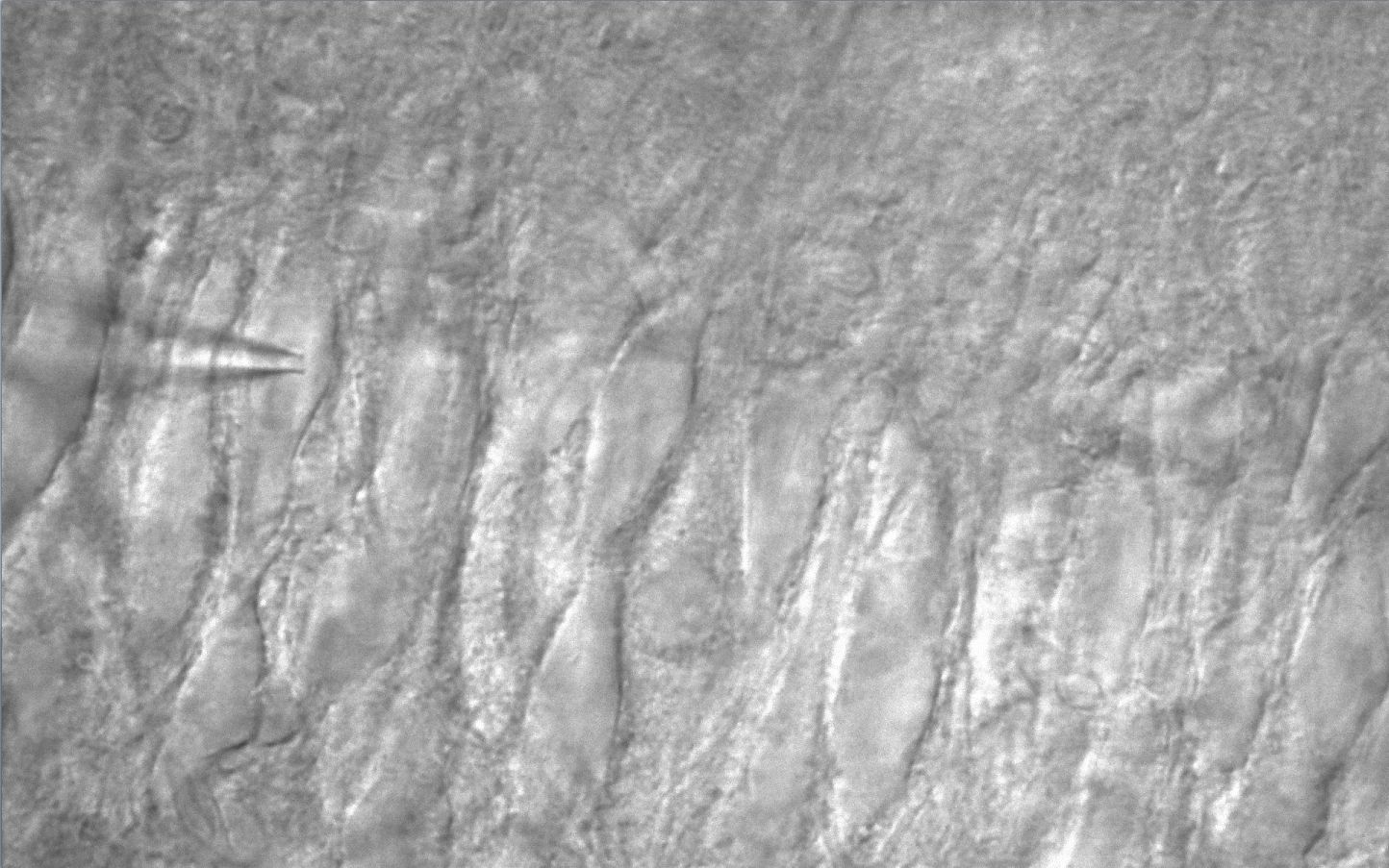 AcquCAM 23S_(CA3 pyramidal neuron)