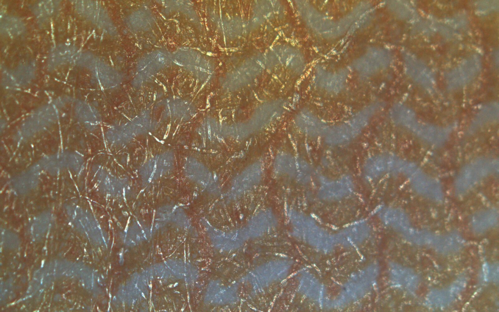 Bright Field Image(Simultaneous observation)
