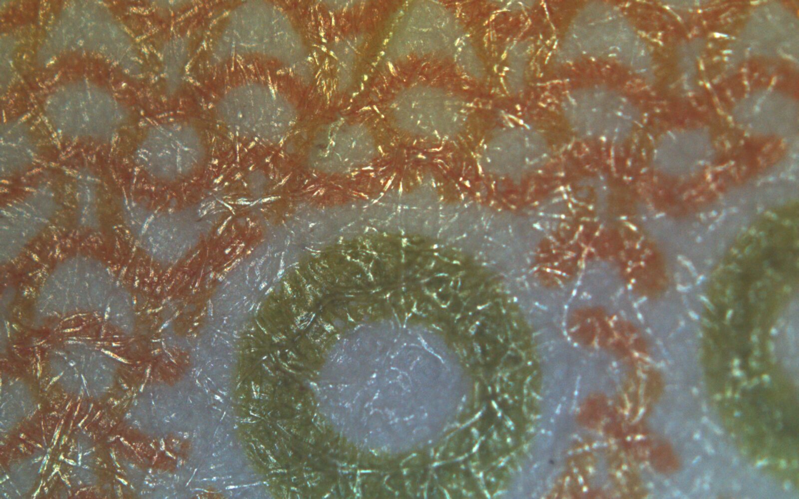 Bright Field Image(Simultaneous observation)