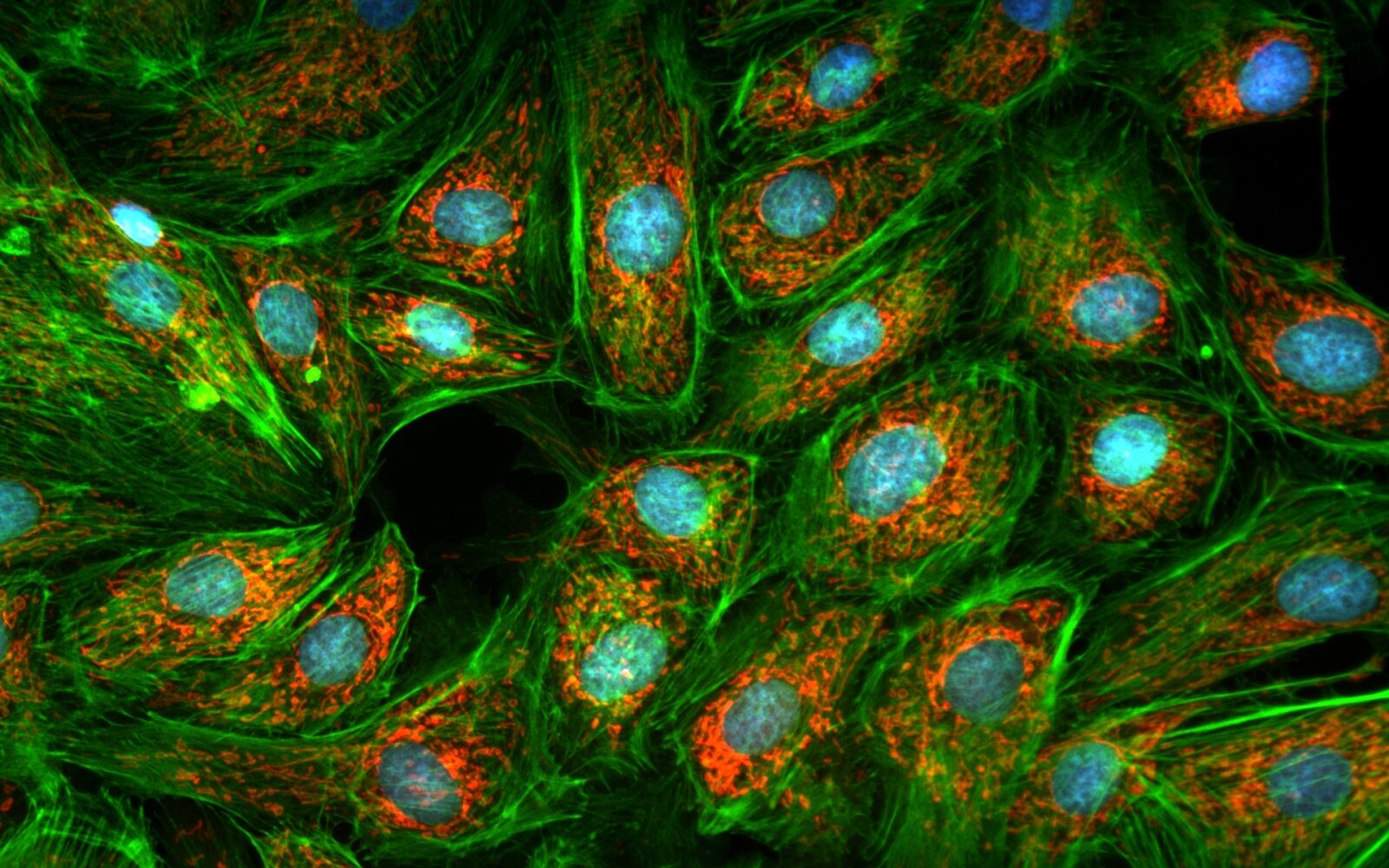 AcquCAM 23S2 Fluorescence camera DAPI, FITC, TRITC
